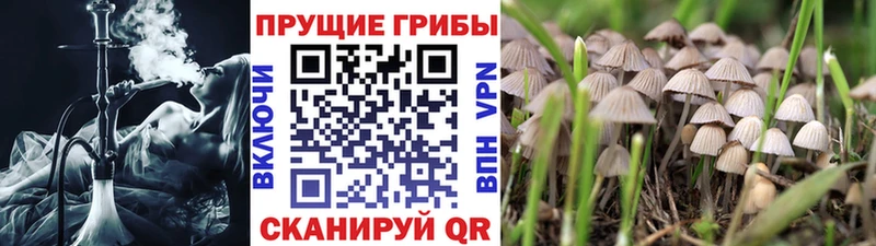 Псилоцибиновые грибы GOLDEN TEACHER  Семилуки 